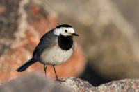 Motacilla alba