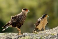 Caracara plancus