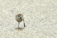 Calidris pygmaea