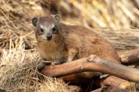 Bush hyrax