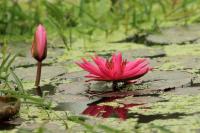 Thailand flora