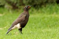 Lamprotornis bicolor