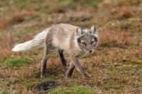 Arctic fox