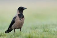 Corvus cornix