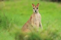 Agile wallaby