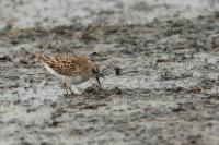 Calidris subminuta