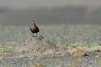 Stercorarius skua