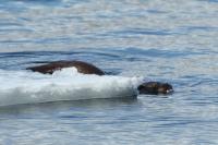 Eurasian otter