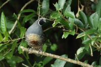 Callipepla californica