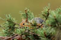 Persian squirrel