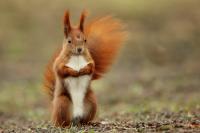 Red squirrel