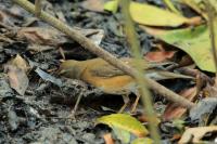 Turdus obscurus