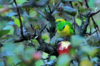 Chlorophonia callophrys