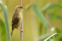 Ploceus capensis