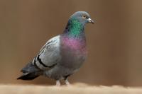 Columba livia domestica