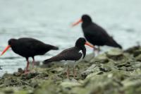 Haematopus longirostris