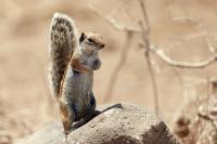 Barbary ground squirrel