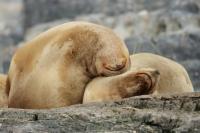 South American sea lion