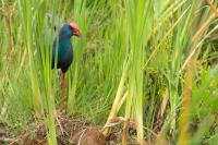 Porphyrio madagascariensis