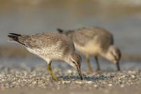 Calidris canutus