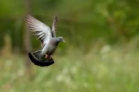 Columba oenas