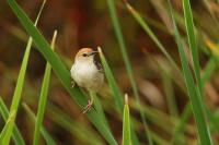 Cisticola chiniana