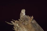 Tyto alba