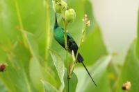 Nectarinia famosa