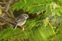 Saxicola dacotiae 