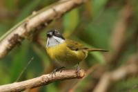 Chlorospingus pileatus