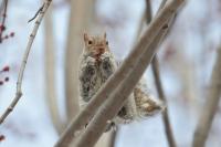 Eastern gray squirrel