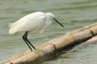 Egretta garzetta