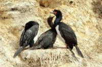 Phalacrocorax magellanicus