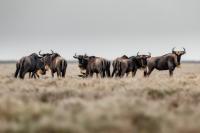 Blue wildebeest