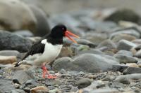 Haematopus ostralegus