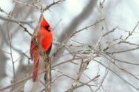 Cardinalis cardinalis