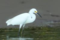 Egretta thula