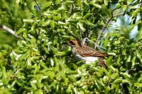 Cinnyricinclus leucogaster