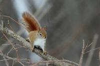 American red squirrel