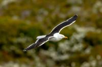 Larus dominicanus