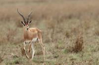 Grant&#039;s gazelle