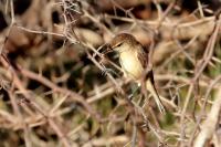 Prinia dżunglowa