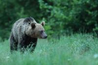 Brown bear