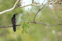 Anhinga novaehollandiae