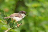 Prinia hodgsonii