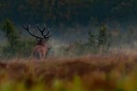 Red deer