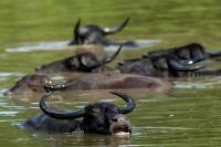 Wild water buffalo