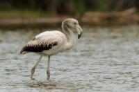 Phoenicopterus roseus