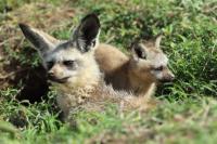 Bat-eared fox