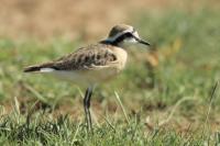 Charadrius pecuarius